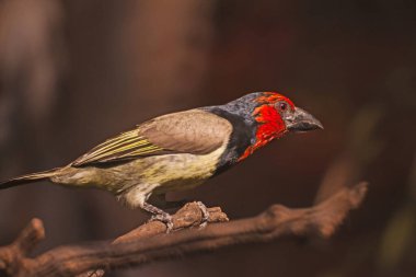 Kurumuş bir dalda Vahşi Siyah Yakalı Barbet (Lybius torquatus)