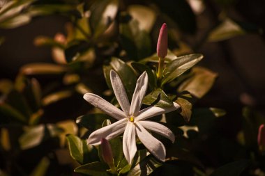 Bulanık arkaplanda beyaz yasemin çiçeğinin makro görüntüsü