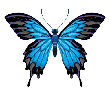 Kelebek üst görünümü, vektör izole edilmiş hayvan