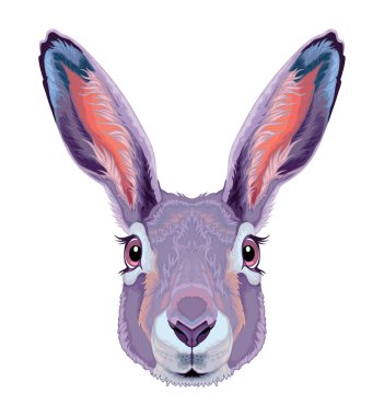 Hare frontal view, vektör yalıtılmış hayvan