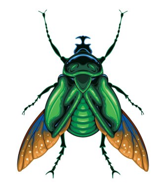 Böcek üst görünümü, vektör izole hayvan