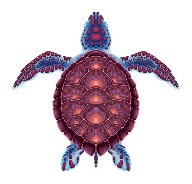 Üst görüntüde kaplumbağa, vektör izole edilmiş hayvan.