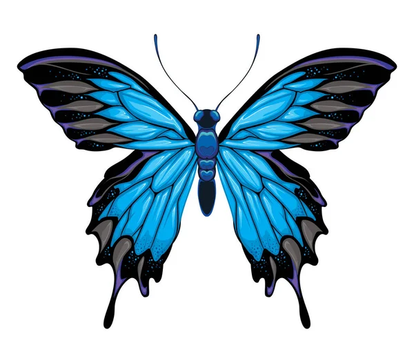 Fluture Vedere Superioară Animal Izolat Vectorial Ilustrații de stoc fără drepturi de autor