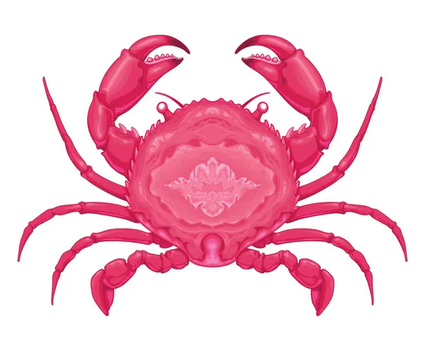 Vedere Superioară Crabiului Animal Izolat Vectorial Ilustrație de stoc