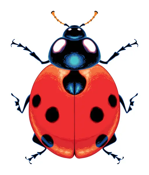 Ladybug Bovenaanzicht Vector Geïsoleerd Dier Stockvector