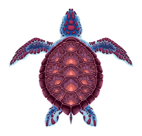 Üst Görüntüde Kaplumbağa Vektör Izole Edilmiş Hayvan Vektör Grafikler