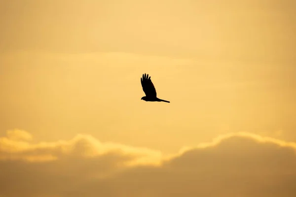 Silhouette Flying Bird Prey — Stock Photo, Image