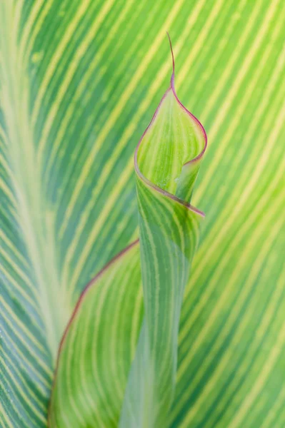 Close Green Leaf — Stock Photo, Image