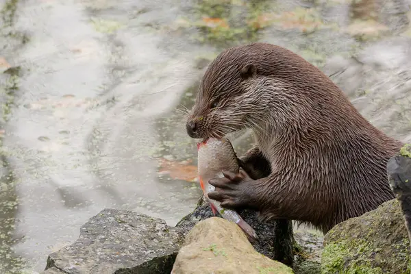 European Otter Eats Fish — Stock Photo, Image