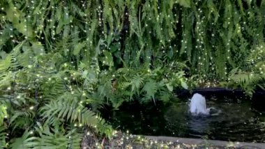 Noel ışıkları olan bitkiler. Noel ve yeni yıl konsepti.