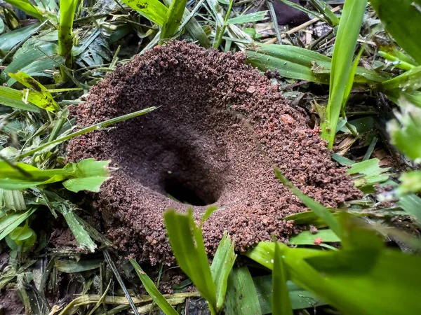 Dom Mrówek Dwoma Mrówkami Wychodzącymi — Zdjęcie stockowe