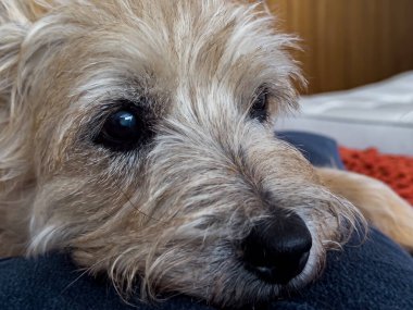 Bir şey arayan sevimli bir köpeğin akıllı gözleri. Köpek cinsi bir Cairn Terrier..