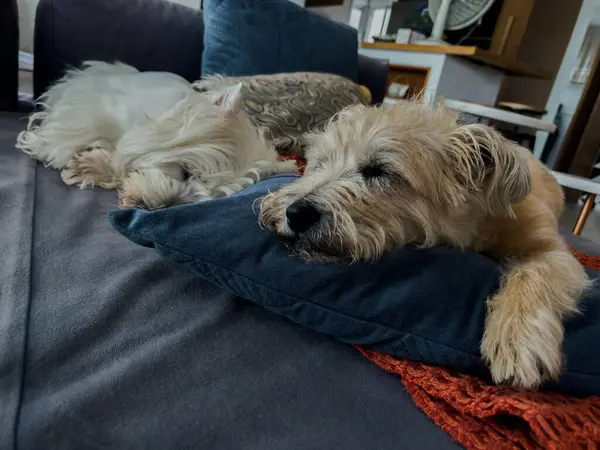 Sleeping dogs. The dog breeds are Cairn Terrier and Westie Terrier.