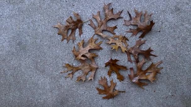 Dry Autumn Leaves Ground Acer Pseudosieboldianum Purplebloom Maple — Stock Video