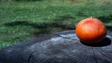 Bir dilim beyaz soğan soğanı. Pişirmek için sebzeler, soğan.