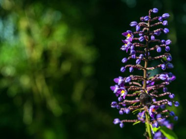 Mor bir çiçeğin meyvesi. Doğa geçmişi. Kümelenmiş mor Afrika çiçekleri. 