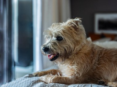 Yatakta dinlenen sevimli bir köpek. Köpeğin cinsi bir Cairn Terrier..