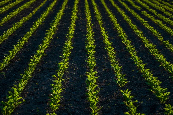 Rows young corn seedlings growing on field in black soil. Sprouting corn agriculture on a field in sunset. Sprouts of corn. Maize grows in chernozem planted in spring