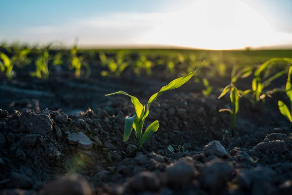 Young green crops of corn on agricultural field in the sunset. Corn plants growing in rows. Agriculture