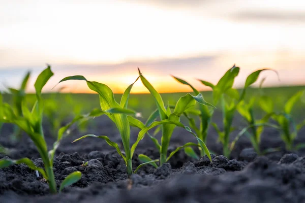 stock image Close-up young green corn sprout grows in the soil on the agricultural field in a sunset