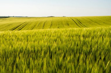 Tarım alanında büyüyen genç ve olgunlaşmamış bir arpa kulağı. Kırsal alan. Olgunlaşmamış yeşil tahıllar. Tarım, sağlıklı beslenme, organik gıda kavramı.