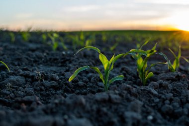 Siyah toprakta yetişen genç mısır fideleri. Mısır filizleri. Tarım süreci, büyüyor