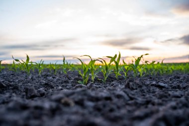 Gün batımında genç mısırların sıralandığı yerde alçak açılı görüntüyü kapatın.