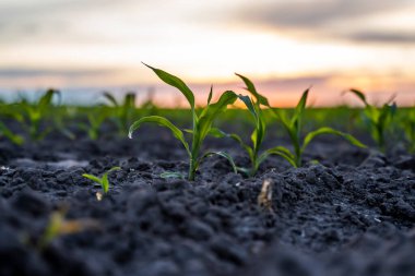 Günbatımında gübrelenmiş toprakta mısır filizleri olan tarım sahnesi