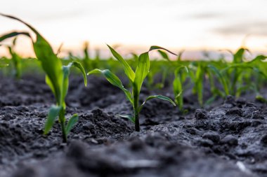 Gün batımında gübrelenmiş toprakta küçük mısır filizleri olan tarım tarlaları.