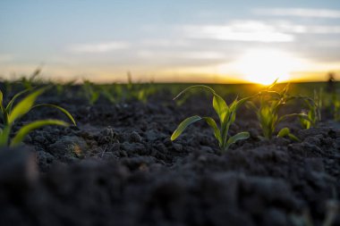 Genç taze mısırlar filizleniyor. Güneş batarken bir tarlada verimli bir toprakta büyüyen mısır. Bir çeşit mısır yetiştiriyorum. Tarım