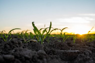 Genç taze mısır filizini kapatın. Güzel bir günbatımında verimli bir arazide büyüyen mısır. Bir çeşit mısır yetiştiriyorum. Tarım