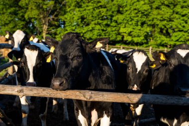 Çiftlikte saman yiyen siyah beyaz inekler. Tarım