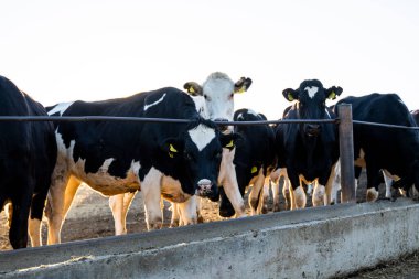 Çiftlikte saman yiyen siyah beyaz inekler. Tarım