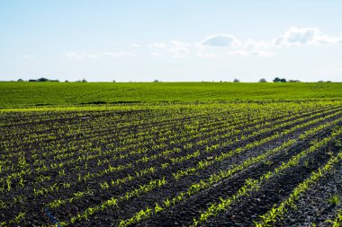 Tarımsal alanda büyüyen mısır. Tarım, sağlıklı beslenme, organik gıda kavramı. Bereketli topraklarda sıralanmış genç mısır bitkileri