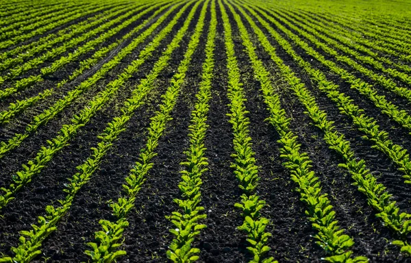 Sugar beet field with leafs of young plants on fertile soil. Beetroots growing on agricultural field. The concept of agriculture, healthy eating, organic food