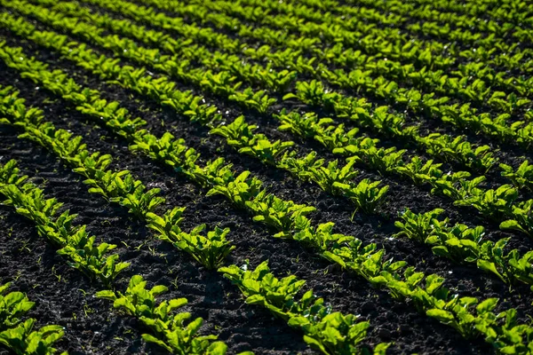 Rows of sugar beet field with leafs of young plants on fertile soil. Beetroots growing on agricultural field. The concept of agriculture, healthy eating, organic food