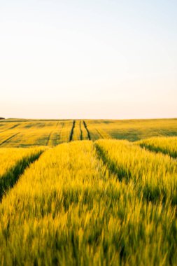 Yeşil arpa tarlalarının manzarası. Olgunlaşmamış yeşil tahıllar. Tarım, sağlıklı beslenme, organik gıda kavramı.