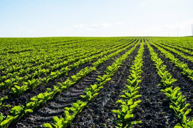 Tarım. Bir tarım tarlasında verimli bir toprakta uzun sıra taze şeker pancarı filizlenir. Kırsal alan