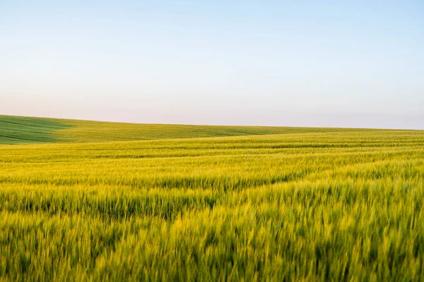 Landscape Green Barley Agricultural Field Green Unripe Cereals Concept Agriculture — Fotografia de Stock