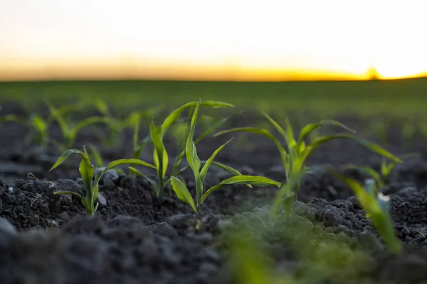 Maize seedling close up in a sunset. Fertile soil. Farm and field of grain crops. Agriculture. Rural sunset scene with a field of young corn