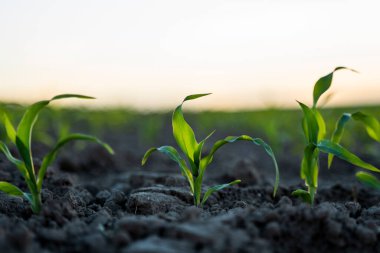 Genç mısır yaprağı filizleri kapanıyor. Tarım