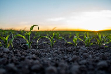 Bereketli topraklarda yetişen genç mısır filizlerini kapatın. Maviler tarlada mavi gökyüzüyle filizleniyor. Tarım, sağlıklı beslenme, organik gıda, büyüme, mısır tarlası