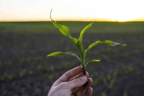 Young maize sprout in a hand of a farmer checking the quality and growth of the plant with a sunset sky. Agricultural process