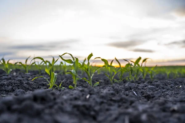 Young Corn Sprouts Growing Fertile Soil Maize Seedling Agricultural Field — Stock Photo, Image