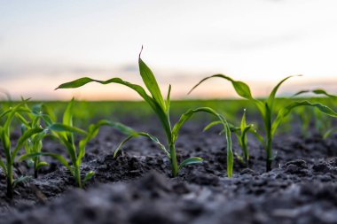 Tarım bahçesinde güneş batarken filizlenen mısır tohumu.