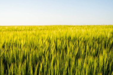 Yazın güneş ışığı altında yeşil arpa tarlası. Tarım. Verimli topraklarda mısır gevrekleri yetişiyor.