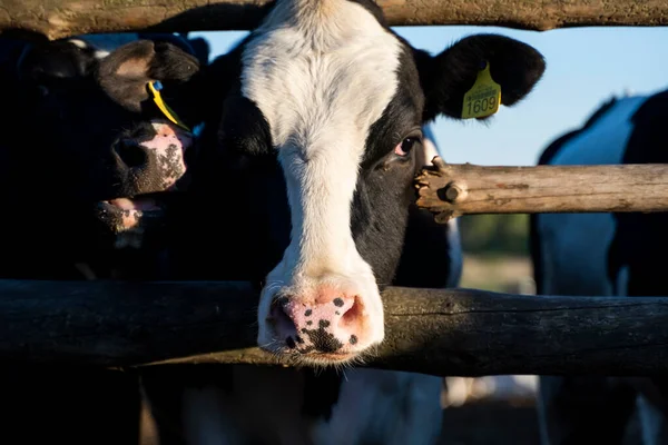 Beautiful close up on a young black and white cow on a farm looking in a camera behind the fence summer pasture