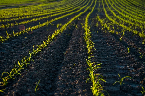 Свіжі Молоді Зелені Кукурудзяні Рослини Вигнутих Рядах Кукурудза Росте Сільськогосподарському — стокове фото