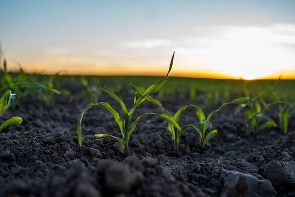 Young green corn in fertile soil field in sunset