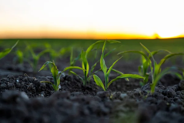 夕阳西下 玉米幼苗紧闭着 肥沃的土壤 谷物作物的农场和田地 带着一片片玉米的乡村日落 — 图库照片